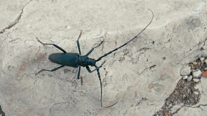 Black Longhorn beetle (long-horned or longicorns bug) is cleaning long antennaes using legs. Wildlife european insect on rock stone on sunny summer day. 4K Close Up Static High Angle Background Shot