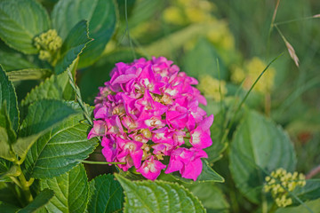 Kwiat hortensji