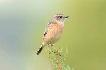 Saxicola torquatus hembra.