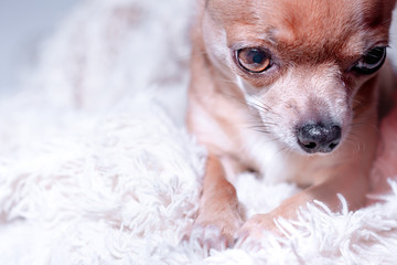 Smooth-haired Chihuahua dog. Chihuahua Girl looks nice on a white background. Portrait of smooth-haired beige Chihuahua against the beautiful bokeh