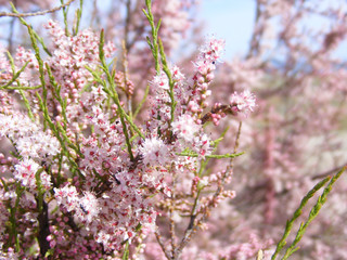 blooming cherry tree in spring