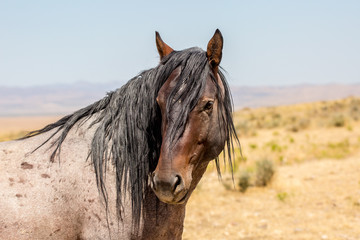 Wild Horses