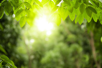 Closeup beautiful view of nature green leaves on blurred greenery tree background with sunlight in...
