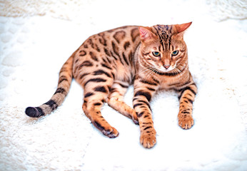 Beautiful stylish Bengal cat plays with toy mouse. Animal portrait. Bengal cat with soft selective focus. Collection of funny animals, moody capture. Foolish Funny Face, blur background
