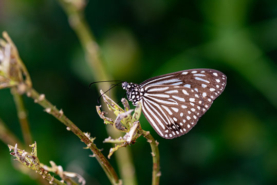 Blue Glassy Tiger Ideopsis Vulgaris Macrina