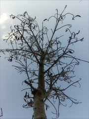 Autumn dominates all plants to redress them with new leaves.