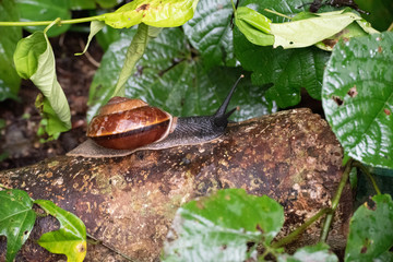 Bertia brookei from Gunung Mulu National Park, Malaysia