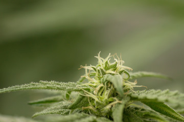 Detail of cannabis plant flower