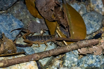 Arrowbreasted Scorpion Lychas scutilus