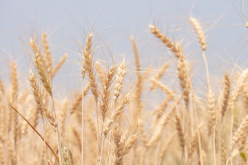 golden wheat field