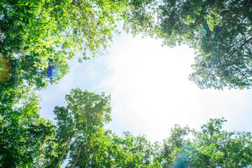 Para rubber green tree leaf with sun light