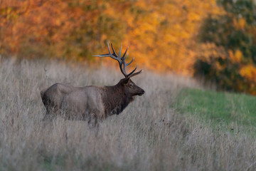 A Bull Elk with autumn landscape.