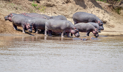 hippos in masai mara kenya