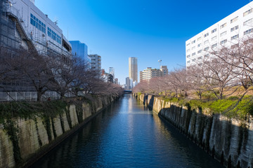東京 中目黒 目黒川 冬