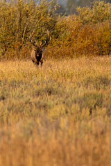 Male elk