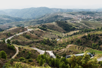Fototapeta premium Vineyards and cellar landscape in Gratallops, Spain