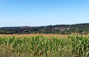 Fototapeta na wymiar Corn fields and Jouars-Pontchartrain village in yvelines country