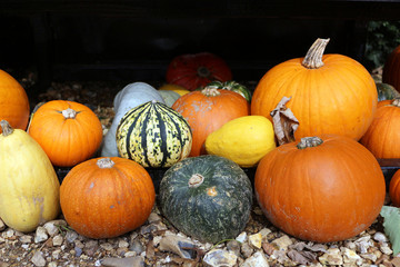 A pile of colourful Pumpkins on the ground