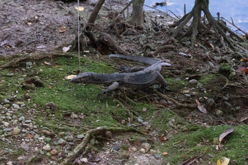 Malayan Monitor Lizard Varanus Salvator