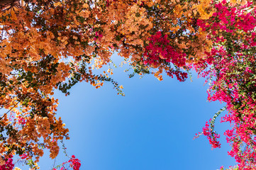 Blooming bougainvilleas flowers