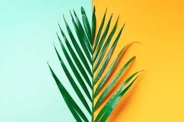 Palmblatt auf trendigem gelbem und grünem Hintergrund. Ansicht von oben. Platz kopieren. Modischer Minimalismus. Sommerkonzept © jchizhe