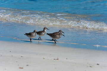Red Knot Calidris canutus