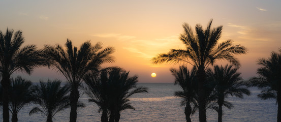 Fototapeta na wymiar dawn the sun over the Red Sea and the silhouette of palm trees on the shore of Egypt in Sharm El Sheikh