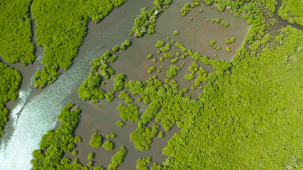 Aerial view green ecology mangrove nature tropical rainforest to the bay of sea. Mangrove landscape. Siargao,Philippines.