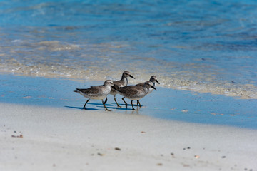 Red Knot Calidris canutus