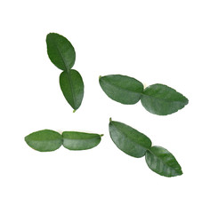 Bergamot leaf isolated on white background