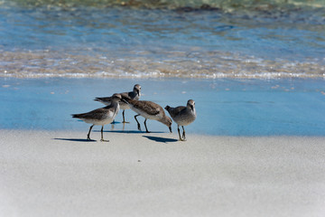 Red Knot Calidris canutus