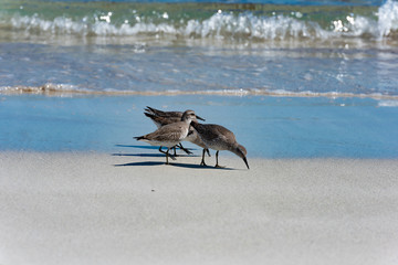 Red Knot Calidris canutus