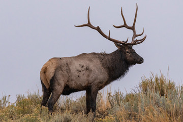 Elk on hill