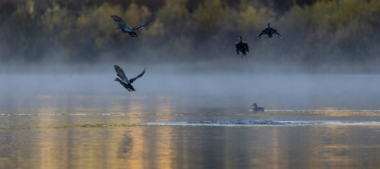 Birds in flight on lake