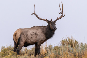 Elk on hill