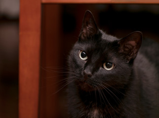 Domestic cat portrait at home