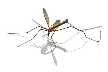 Crane Fly, Tipuludae, Daddy-Longlegs isolated on white background