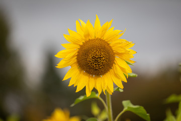 Sonnenblume allein