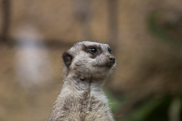 meerkat on guard