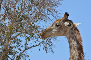 Giraffe head eating from a tree with sky background