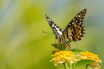 Fototapeta na wymiar Eastern Tiger Swallowtail Butterfly found in northeast Asia.