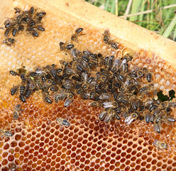 Working honey bees on honeycomb in apiary in late summertime