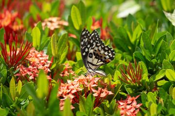 Eastern Tiger Swallowtail Butterfly found in northeast Asia.