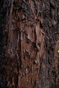 Bark texture. Dark wood background. Tree close up. Nature backdrop.  Wallpaper. 