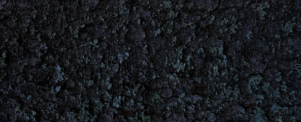 Wood bark texture. Dark wooden background. Tree close up. Nature backdrop.  Horizontal Wallpaper. 