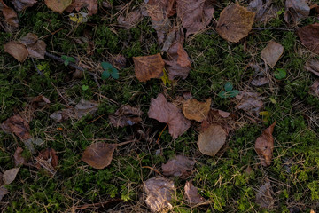 Yellow leaves and twigs on the forest floor. Green Background moss in the forest.