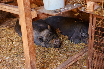Two big black Vietnamese pigs sleeping on straw in an open barn