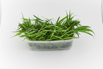 Lots of green leaves and cannabis herb marijuana in a plastic container isolated on white background.