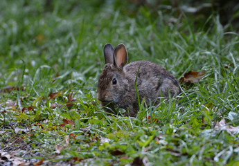 Naklejka na ściany i meble Cottontail Rabbit in grass