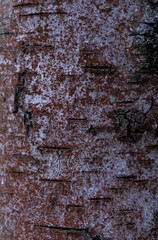  birch bark texture. White wood background. Tree close up. Nature backdrop.  Wallpaper.  
